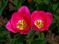 Garden Tulip_0633