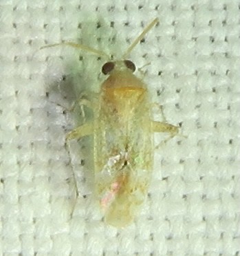 Plant Bug, Occidentodema mcfarlandi, Peña Blanca Canyon, Santa Cruz County