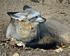 Daydreaming Bat-eared fox