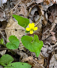 IMG_3260-2R1 Yellow Violet