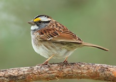 white-throated sparrow at Lake Meyer Park IA 116A6435