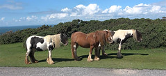 D26627/08vs.  Wild Welsh Ponies.