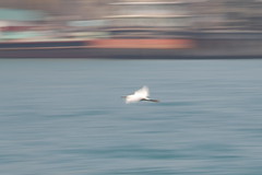 Flying egret