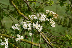 Duftender Frühling - Weißdornblüte