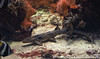 Epaulettenhai Zoo Zrich (1 von 1)