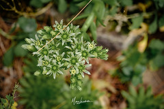 sempervivum-fleur-230728-26701rm