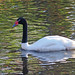 Black-necked Swan, December 6, 2023