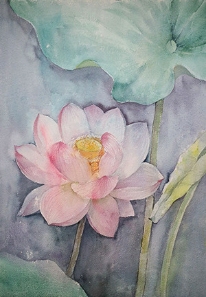 Sacred lotus