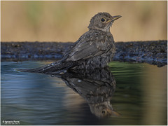 Blackbird bath από Ignacio Ferre Pérez στο flickr
