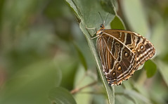 Morpho rhodopteron female 01 - Nymphalidae (Satyrinae, tribu Morphini)
