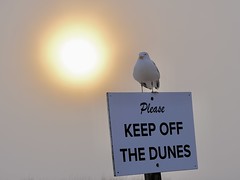 PLEASE Keep Off The Dunes