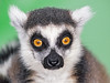 Close lemur
