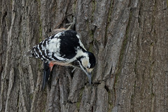 Белоспинный дятел, Dendrocopos leucotos leucotos, White-backed Woodpecker ♀️