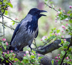 Spring crow by hedera.baltica on flickr
