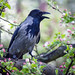 Spring crow