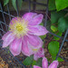 Clematis ‘Pink Champagne’