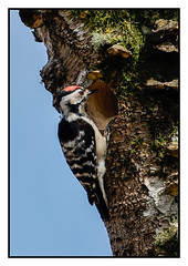 Lesser Spotted Woodpecker (M) - (Dendrocopos minor)