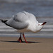 Silver Gull: NO Challengers