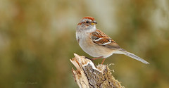 Bruant hudsonien \  American Tree Sparrow