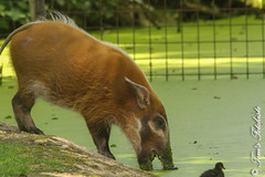 Red River Hogs images