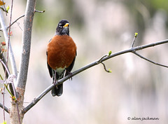 American Robin, John Heinz National Wildlife Refuge (turdus migratorius)