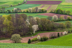 *Osteifel-Felder im Frühling*