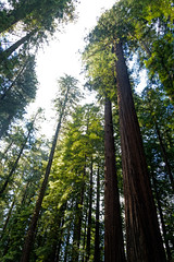 A Walk Amongst the Giants and Redwoods (Humboldt Redwoods State Park)
