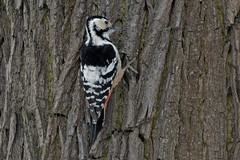 Белоспинный дятел, Dendrocopos leucotos leucotos, White-backed Woodpecker ♀️