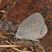 109/366 - Eastern Tailed-blue - Cupido comyntas, Prince William Forest Park, Triangle, Virginia, April 18, 2024