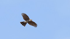 Record shot: Sparrowhawk