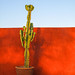 2024 (challenge No. 1- old unpublished pics) - Day 108 - potted cactus at sunset, Marrakech, Morocco 2013