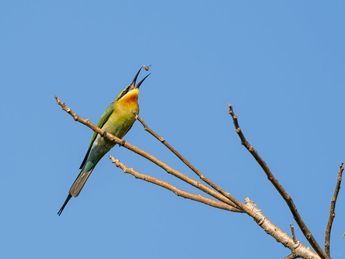 Blue-tailed bee-eater | Blauschwanzspint | Gu?pier ? queue d'azur