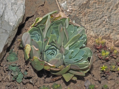 Rosularia serrata und Sedum litoreum in Steinmauer