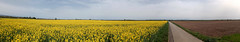 Jaune champ de colza en fleurs dans la campagne  -  Yellow flowering rapeseed field in countryside