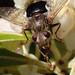 Tachinid Fly (Epalpus)