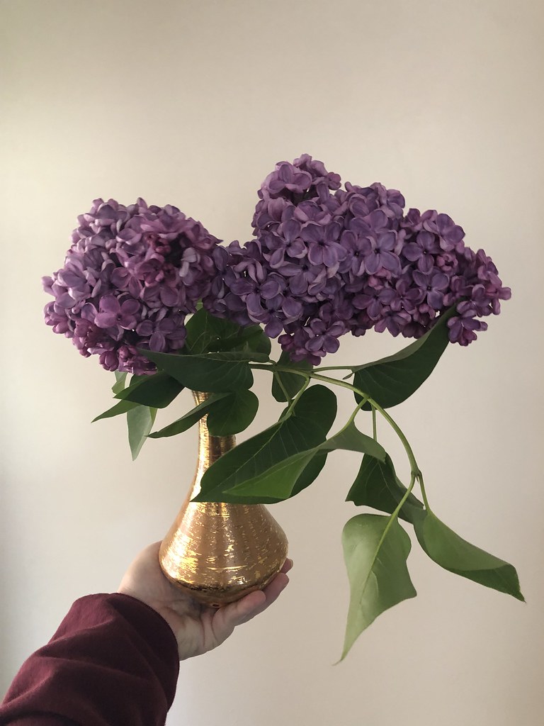 Lilac images