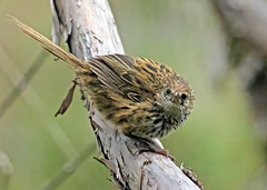 New Zealand Fernbird (Poodytes punctatus punctatus) - 20240306-01