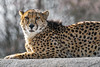 Cheetah resting on the stone