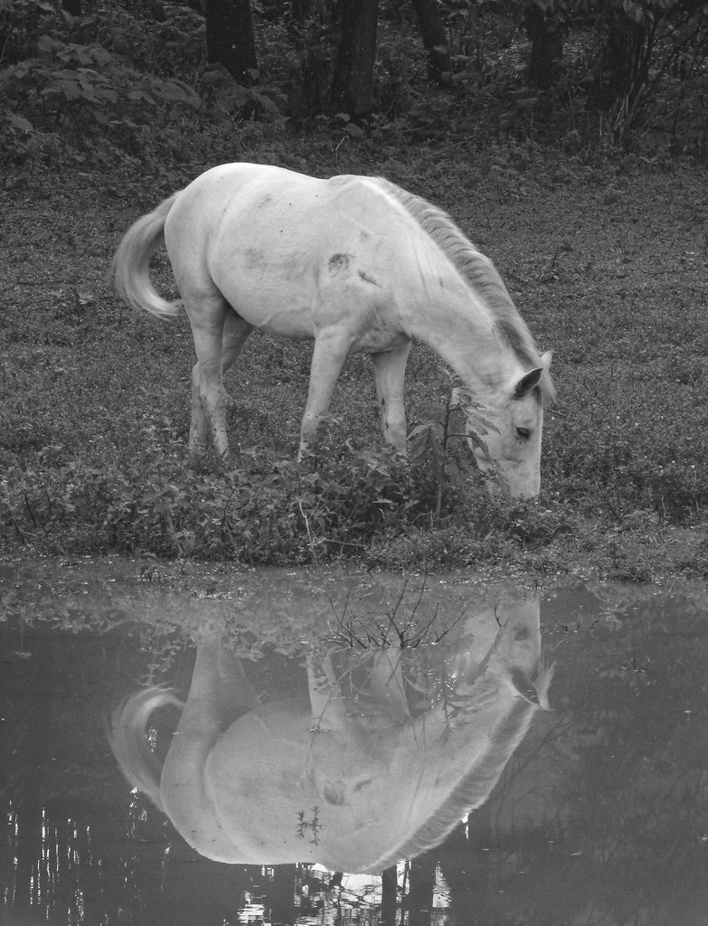 Whitehorse images