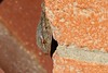 Tarente de Maurtanie - Tarentola mauritanica - Moorish gecko