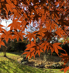 Japanese maple leaves - late afternoon sun shining through the leaves