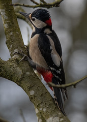 Great Spotted woodpecker