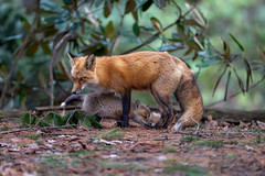 Madame renard et son renardeau - Ms Fox and her cub