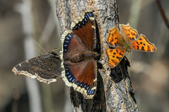 Mourning Cloaks (Nymphalis antiopa) and Satyr Comma (Polygonia satyrus) 124y-4143229