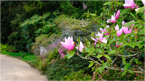 Pink Magnolia @ Nymans Sussex NT..