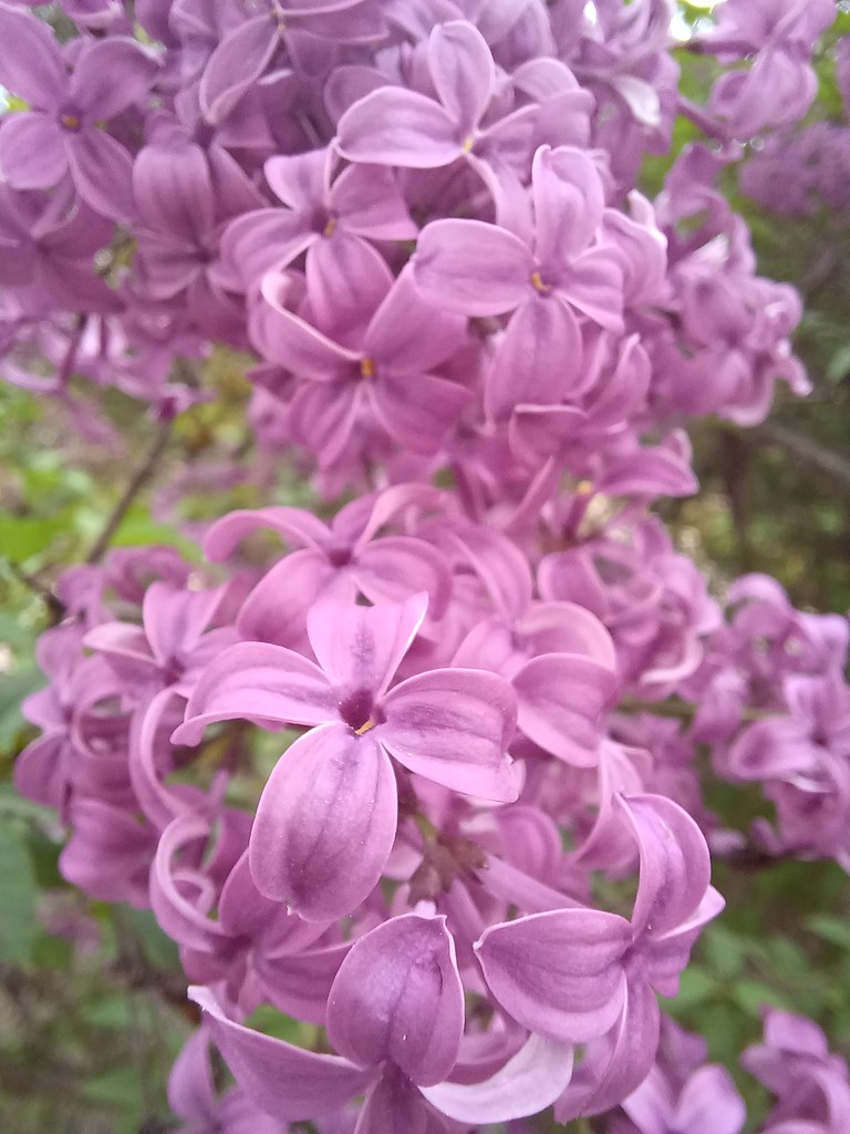 Lilac images