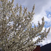 Cerisier en fleur @ Annecy-le-Vieux
