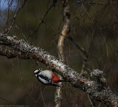 Käpytikka (Dendrocopos major) - great spotted woodpecker