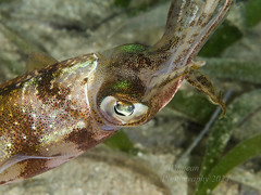 Squid images