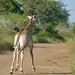 Southern Giraffe (Giraffa giraffa) young running ...
